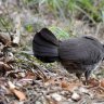 Fowl play: Who’s poisoning brush turkeys on Sydney’s lower north shore?