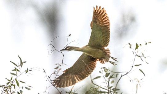 A night heron builds a nest in a river red gum forest. The birds are normally nocturnal but the water levels have kicked off a frenzy of breeding.