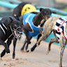 New Zealand is banning greyhound racing from mid-2026.