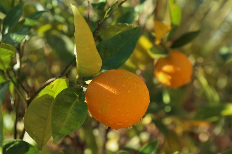 Tough times for orchards, vines send values plummeting