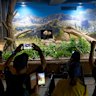 Visitors take photos of giant panda Shin Shin at Ueno Zoo in Tokyo.