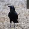 A little raven in Coburg eyes off our photographer warily.