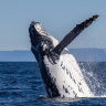 ‘Absolutely incorrect’: The evidence is in on whales and offshore wind farms