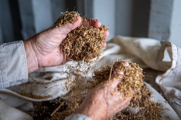 Microlaena grass seeds and stalk.
