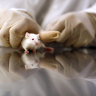 ‘Living window’: Food dye found in Doritos lets scientists see through mice