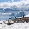 Antarctica and the Arctic are the glorious ends of the Earth.