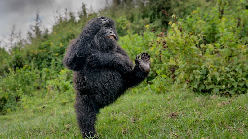 Nikon Comedy Wildlife Winners 2025