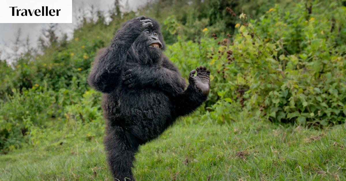 Comedy Wildlife Winners 2025