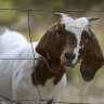 With weedkiller on the nose, councils using goats as chewers of choice