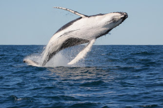 A humpback whale leaping out of the ocean off Byron Bay.