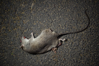 A dead rat on Lord Howe in 2017.