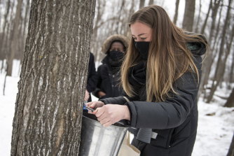 Kelly Doucette places a bucket on a tree that she tapped at the Vanier Museopark sugar bush in Ottawa, Ontario. The Vanier sugar bush is one of a few active urban sugar shacks, where maple syrup is produced the traditional way with maple water collected in buckets by hand.