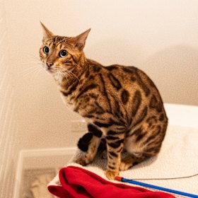 Homeless and nameless: a Bengal cat in Glebe.