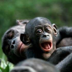  A mother and baby bonobo.
