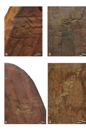 Detail of some of the marks on the boomerang analysed by the researchers.