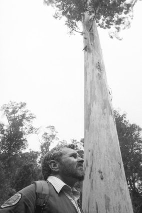 American Parks and Service ranger, Patrick Ryan, pictured with E. Deanei, the tallest tree in New South Wales.