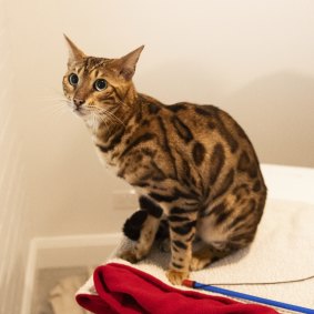 Homeless and nameless: a Bengal cat in Glebe.