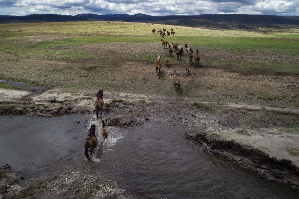 The NSW government will consider aerial shooting of feral horses as part of its new management plan.