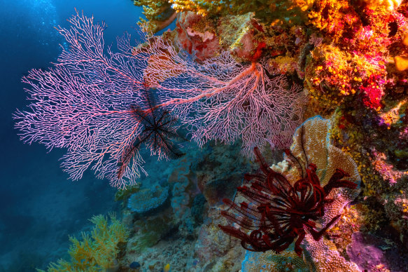 Ninety-nine per cent of Australians think it’s important to protect natural wonders such as the Great Barrier Reef for future generations.