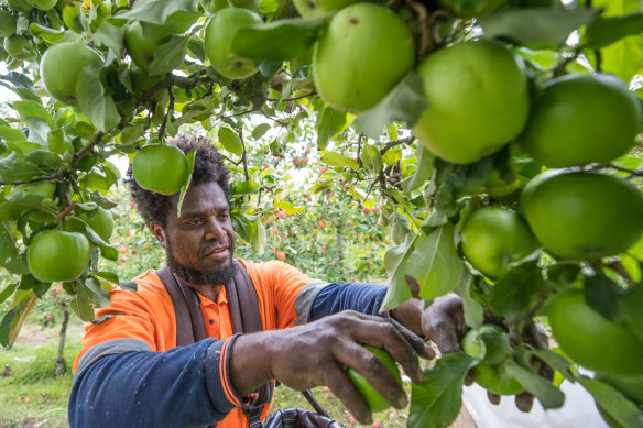 Massi Gregiore, one of the first Pacific Islanders to arrive under the seasonal workforce program, picks fruit at Vernview orchard in the Yarra Ranges.