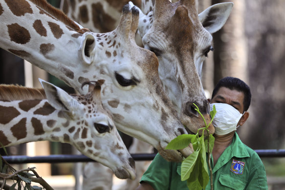 A keeper wearing protective face mask feeds giraffes at Ragunan Zoo prior to its reopening this weekend after weeks of closure during the pandemic.