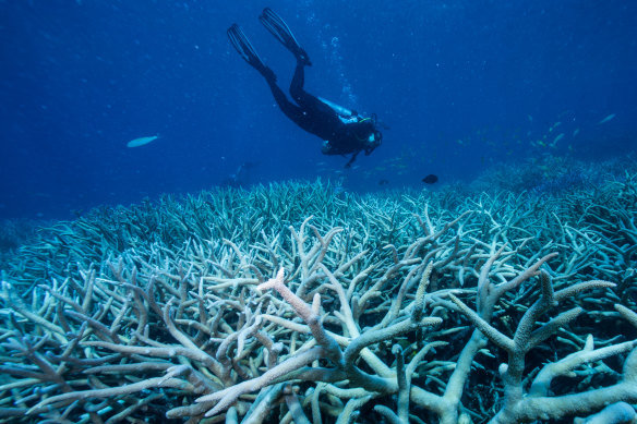 Coral bleaching of the Great Barrier Reef in the Port Douglas area in 2016