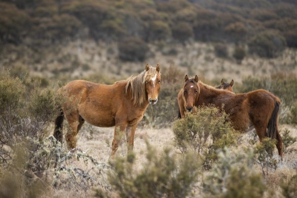 Feral horses in Kosciuszko National Park. 