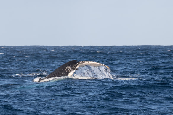 The evidence is in - offshore wind farms pose no threat to whales 