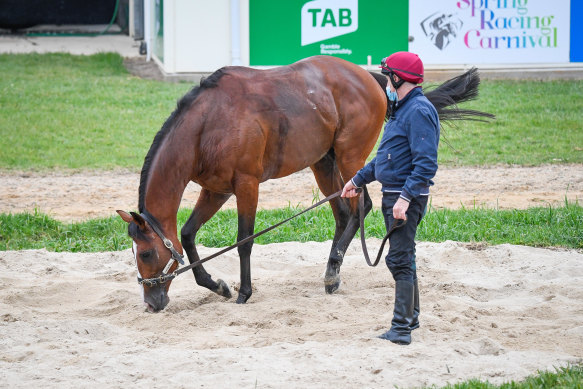 Irish raider Anthony Van Dyck is one of Tim Habel's tips for a good bet on Cup Day.