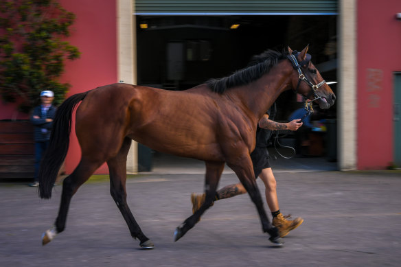 David Payne has Montefilia ins fantastic shape in the quest for the Melbourne Cup at Flemington on Tuesday.