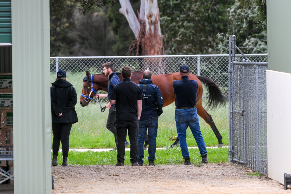 Vets inspect horses at Werribee on the eve of last year’s Melbourne Cup.