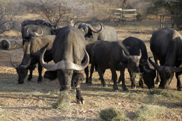 Buffalo feed on grass brought by a ranger as hundreds of animals have died in Kenyan wildlife preserves during East Africa’s worst drought in decades, in Samburu National Reserve, Kenya.
