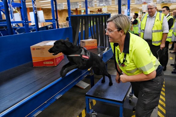 A sniffer dog inspects parcels on a conveyor belt that have been flagged by the 3D scanner. 