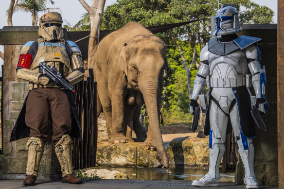 Dreamnight volunteers dressed as Star Wars characters in front of the elephant enclosure at Taronga Zoo.