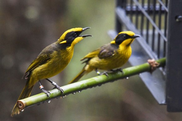 Critically endangered helmeted honeyeaters