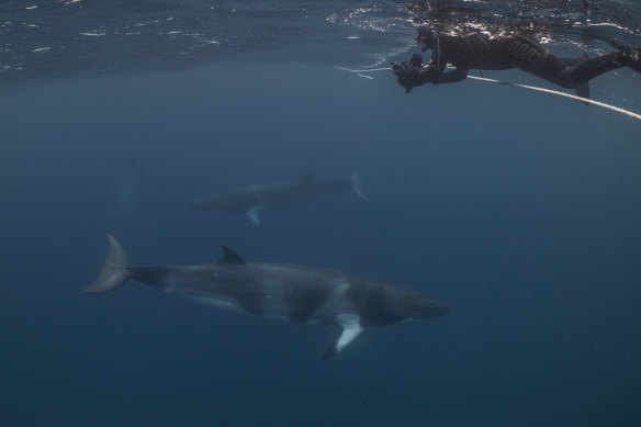 Swim with rare dwarf minke whales off the coast of North Queensland.