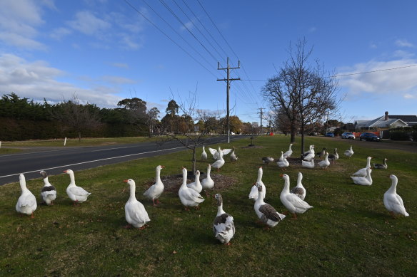 The wandering geese of Riddells Creek.