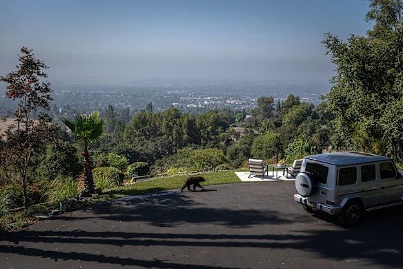 California is estimated to have more bears than any other state in the contiguous United States.