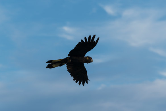 A black cockatoo flies over Waverley Cemetery. 