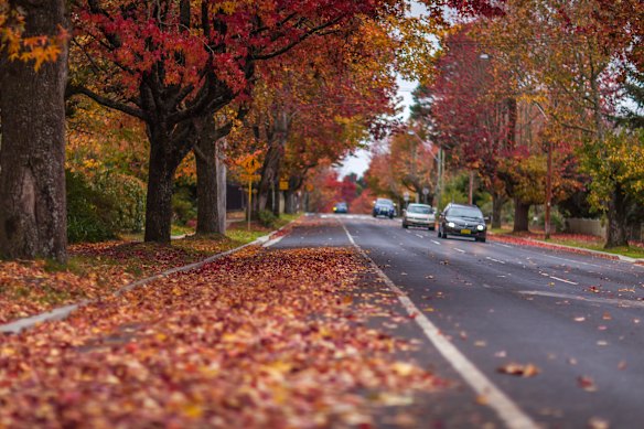 Fallen leaves have their own beauty but not everyone appreciates where they land.