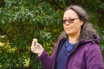 Senior mycologist Teresa Lebel with the offending fungus.
