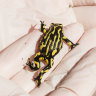 Inside the shed where tanks of frogs are on a mission to save their species