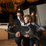 'Extremely enigmatic': Melbourne Museum snaps up world-leading triceratops fossil