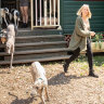 The retirement adoption programs saving greyhounds
