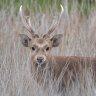 ‘Deer are not good pets’: Coroner calls for register after man killed