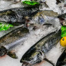 Tasmanian Salmon 
