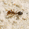 Invasion is everyone’s war when little fire ants are marching south