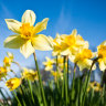 It’s officially daffodil season: Here’s how to grow your own