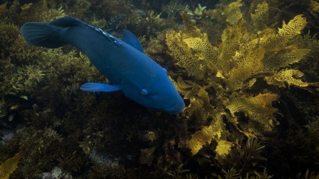 Hook, line and sinker: Fishing for blue groper banned in NSW