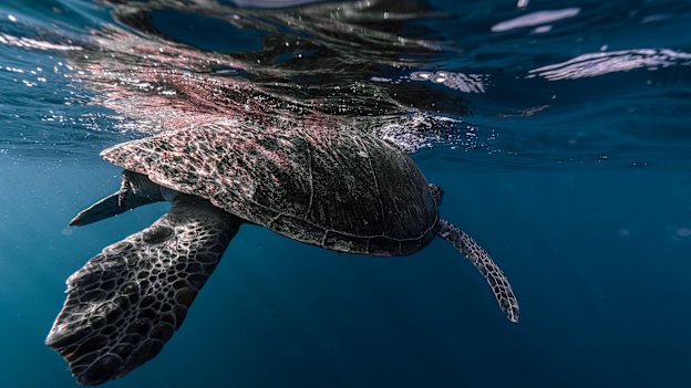 A green turtle affixed with a tracker is released into the wild just outside Sydney Harbour.
